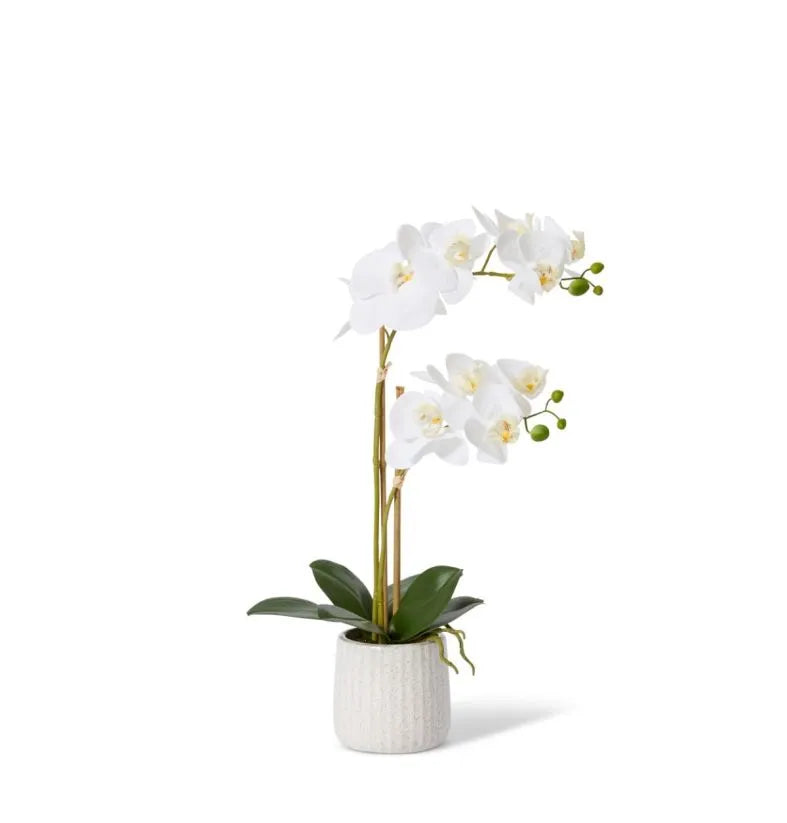 Bring an exotic feel to any interior with this beautiful orchid in a simple yet stylish pot.