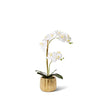 This flower arrangement is the perfect way to add a touch of floral elegance to any space. Featuring an artificial Green Protea and Eucy stem arrangement set in the Gabbie glass vase; this arrangement combines natural beauty with modern style. With an unwavering commitment to quality and attention to detail, our luxury artificial flowers exhibit unparalleled levels of realism.