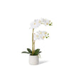 Bring an exotic feel to any interior with this beautiful orchid in a simple yet stylish pot.